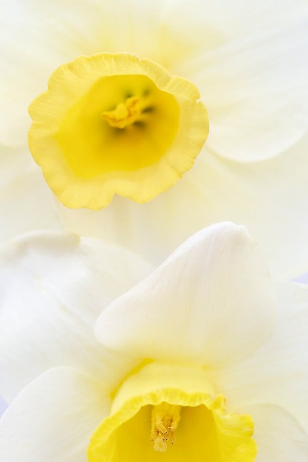 daffodil 'Latchley Meadows'