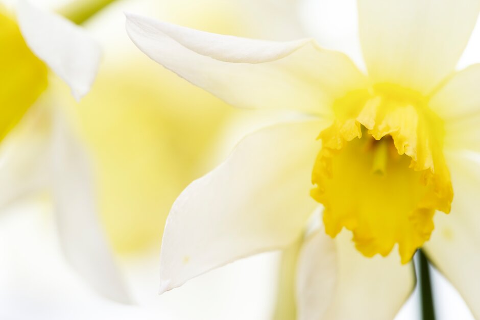 daffodil 'Queen of the North'