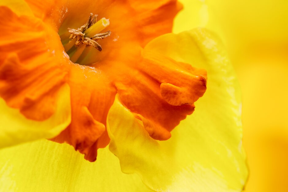 daffodil 'Bloomfield Beauty'