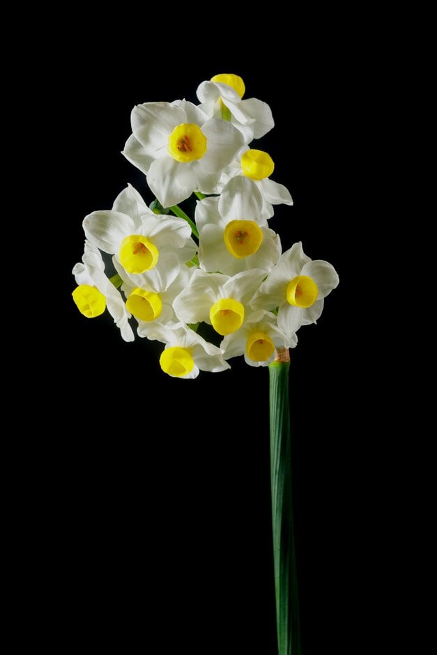 daffodil 'Avalanche'