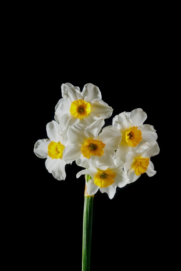 <i>Narcissus</i> 'Marguerite Patten' (8)