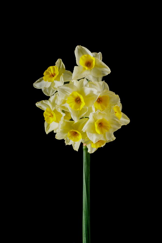 <i>Narcissus</i> 'Lemon and Barley' (8)