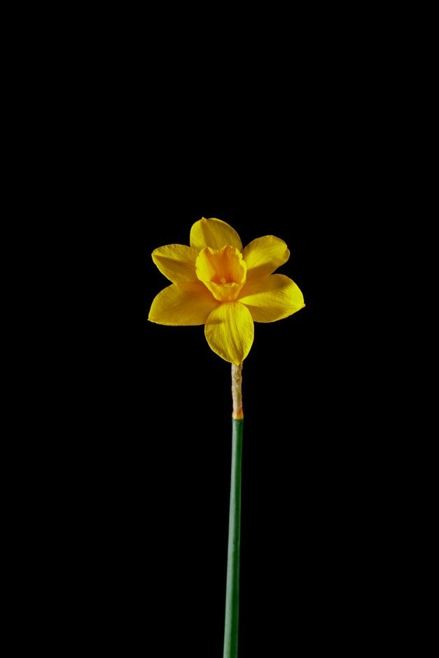 <i>Narcissus</i> 'Lanarth' (7)