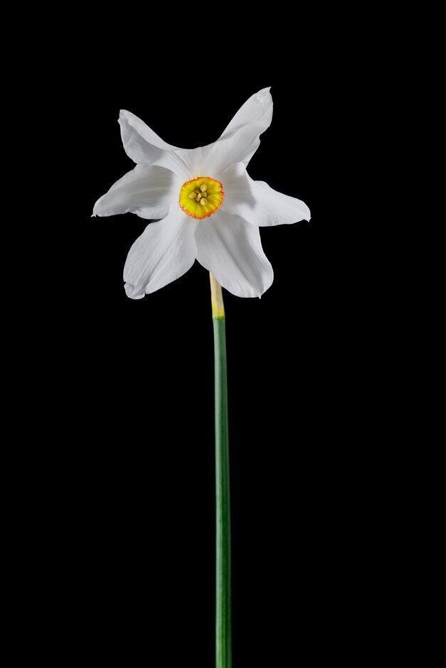 <i>Narcissus</i> 'Praecox' (9)