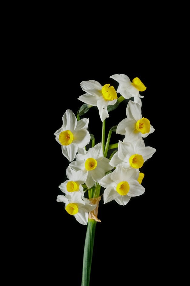 daffodil 'Grand Monarque'