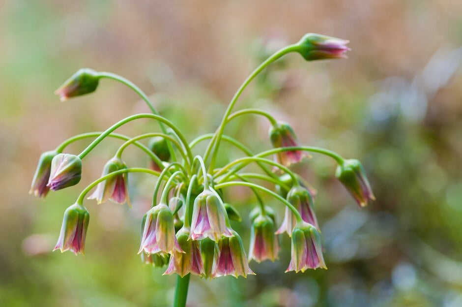 Allium siculum