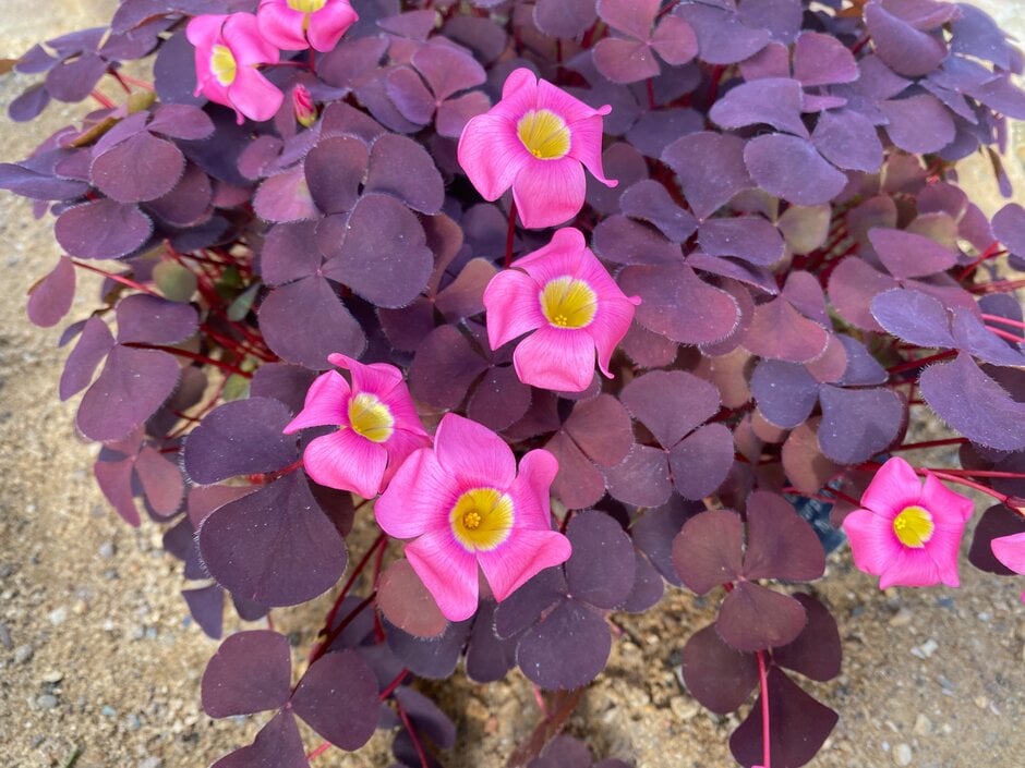 <i>Oxalis</i> <i>purpurea</i> 'Nigra'