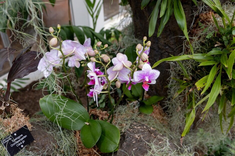 moth orchid