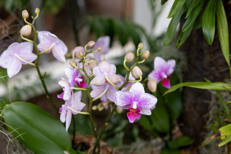 moth orchid