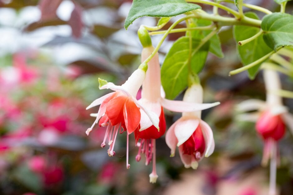 <i>Fuchsia</i> 'Lye's Favourite'