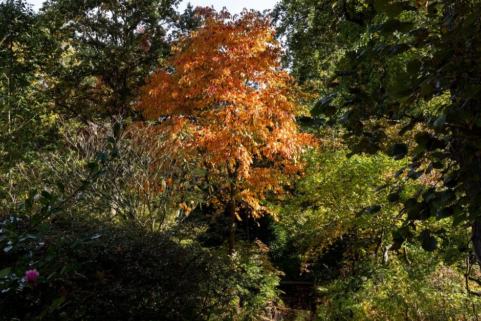 tupelo 'Jermyns Flame'