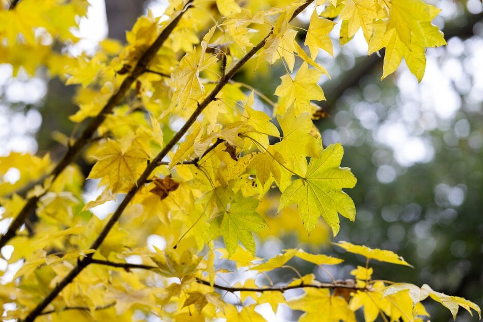 tree aralia