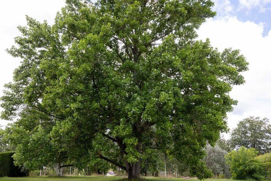 tulip tree 'Fastigiatum'
