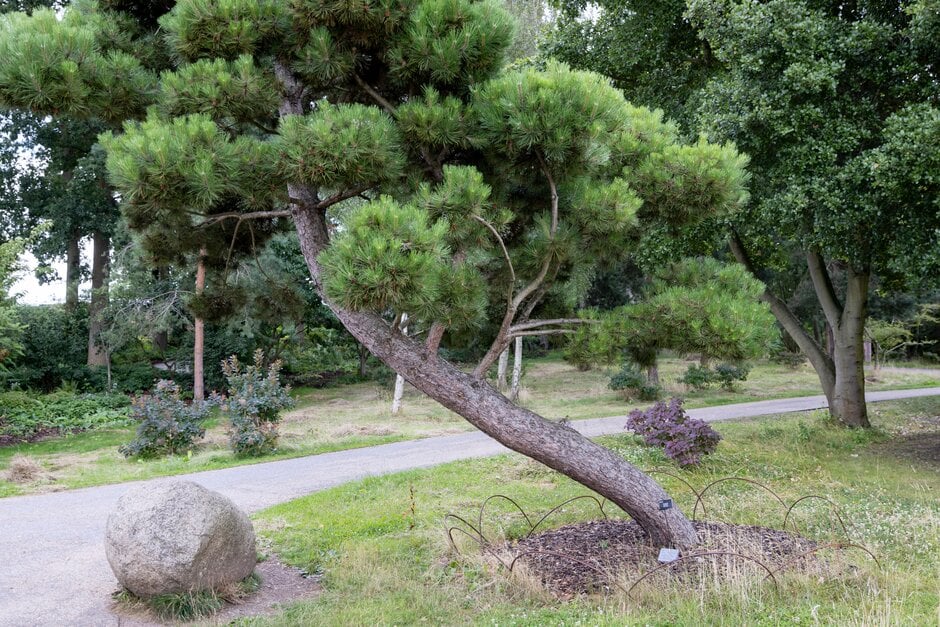 Salzmann's pine