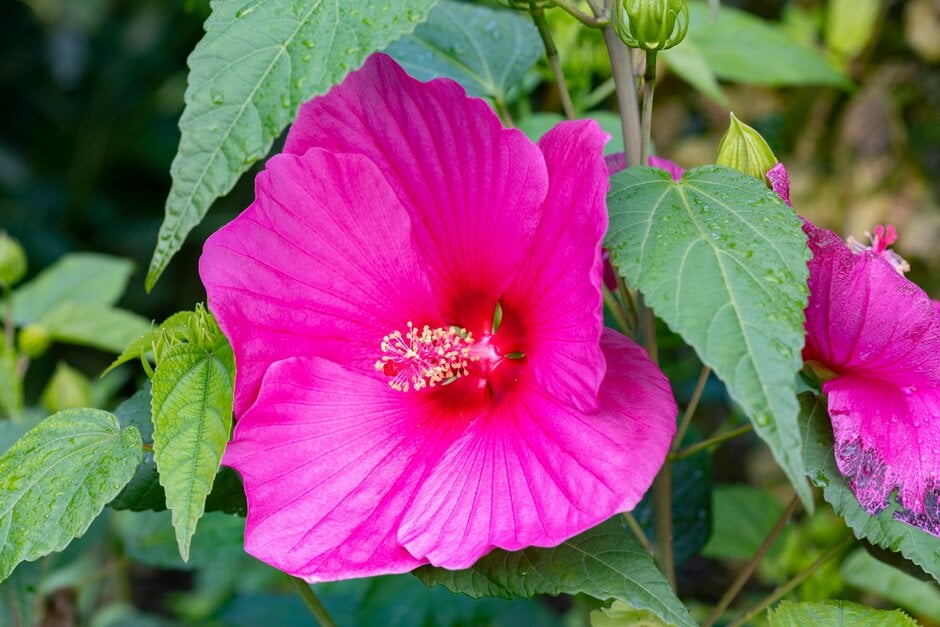 rose mallow [Extreme Hot Pink]