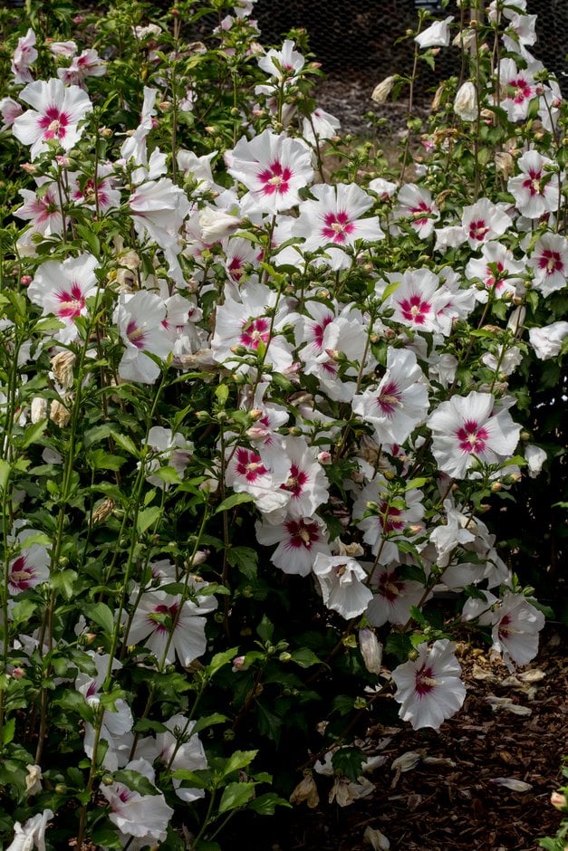 rose of Sharon 'Shantaeyang'
