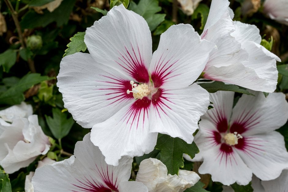 rose of Sharon 'Dorothy Crane'
