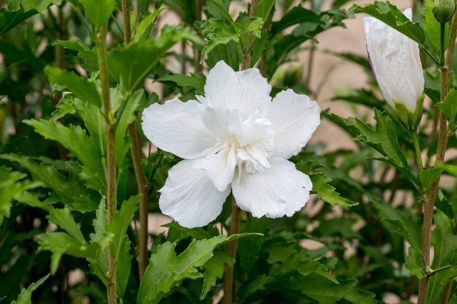 rose of Sharon 'Gandini van Aart'