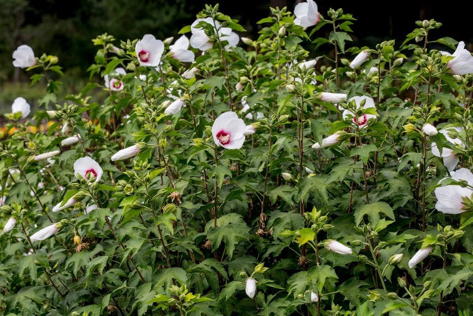 hibiscus 'Lohengrin'