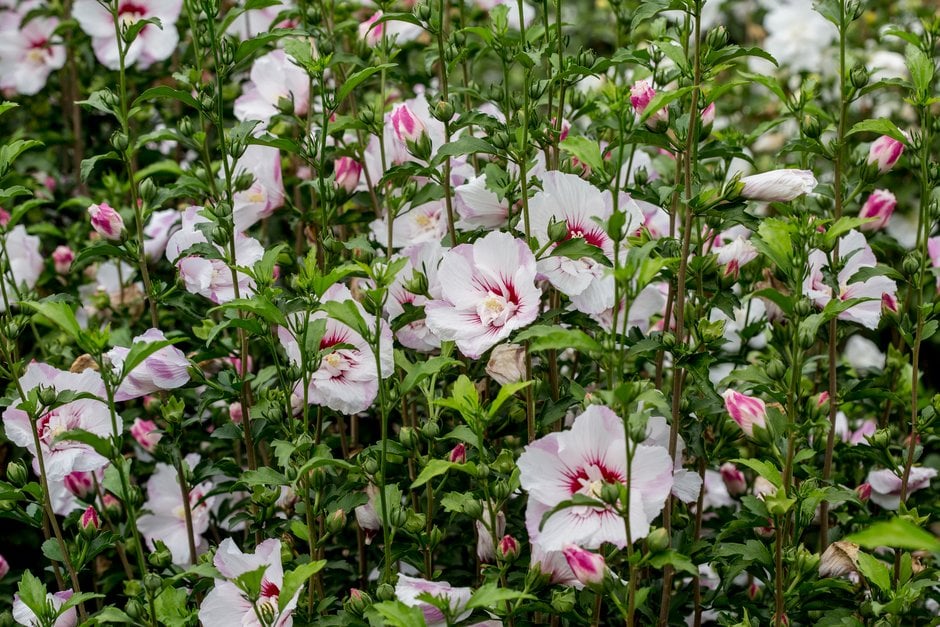 rose of Sharon [Pink Spot]