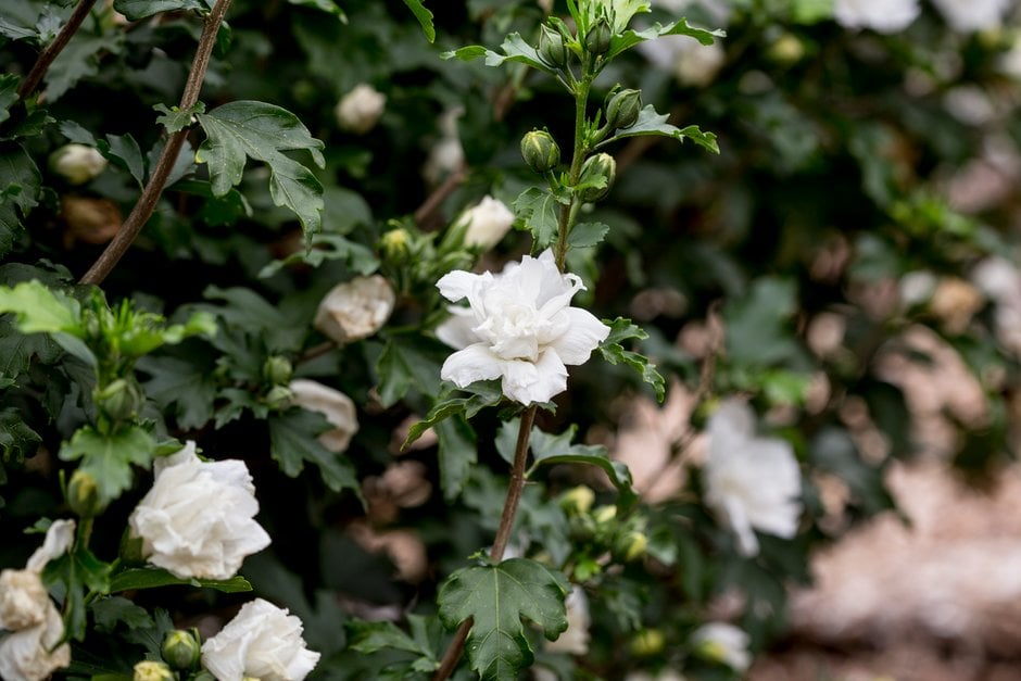 rose of Sharon 'Jeanne d'Arc'