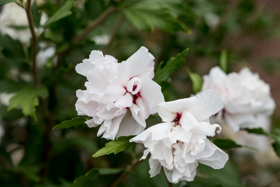 rose of Sharon [French Cabaret]