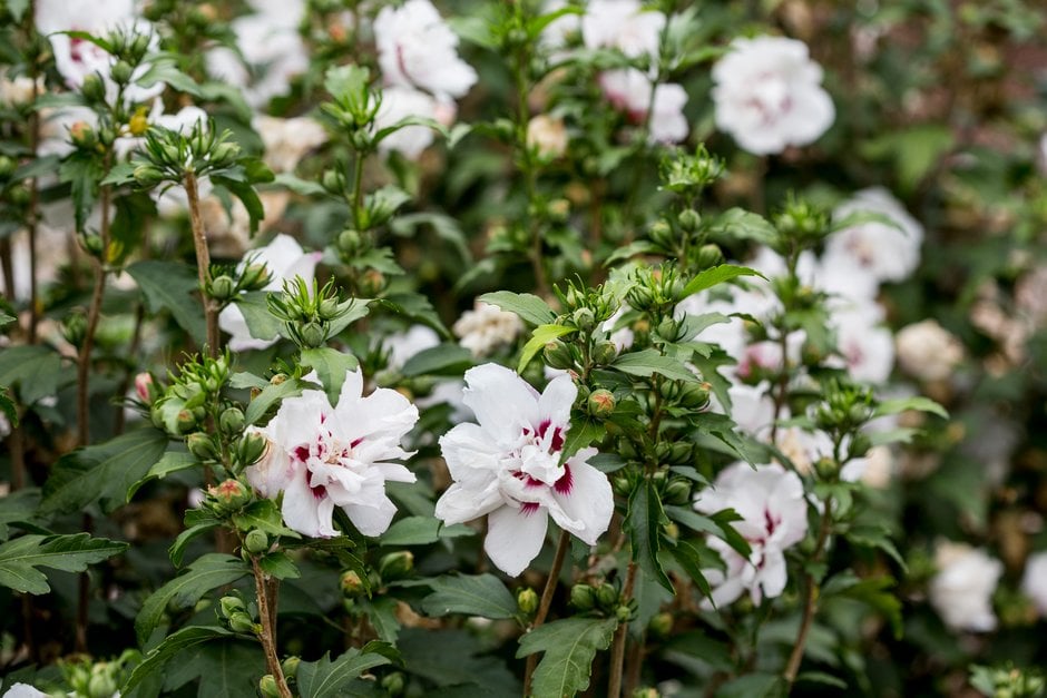 rose of Sharon 'Speciosus'