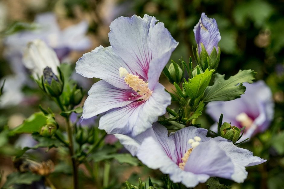rose of Sharon 'Coelestis'