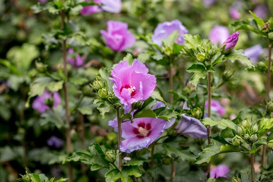 rose of Sharon 'Mauve Queen'