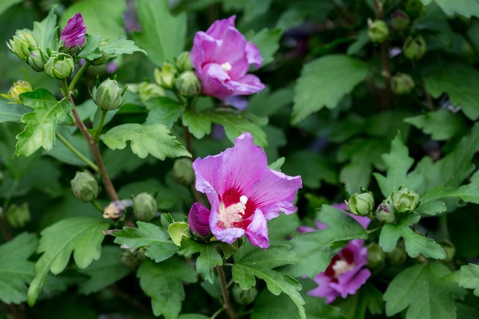 rose of Sharon [Russian Violet]