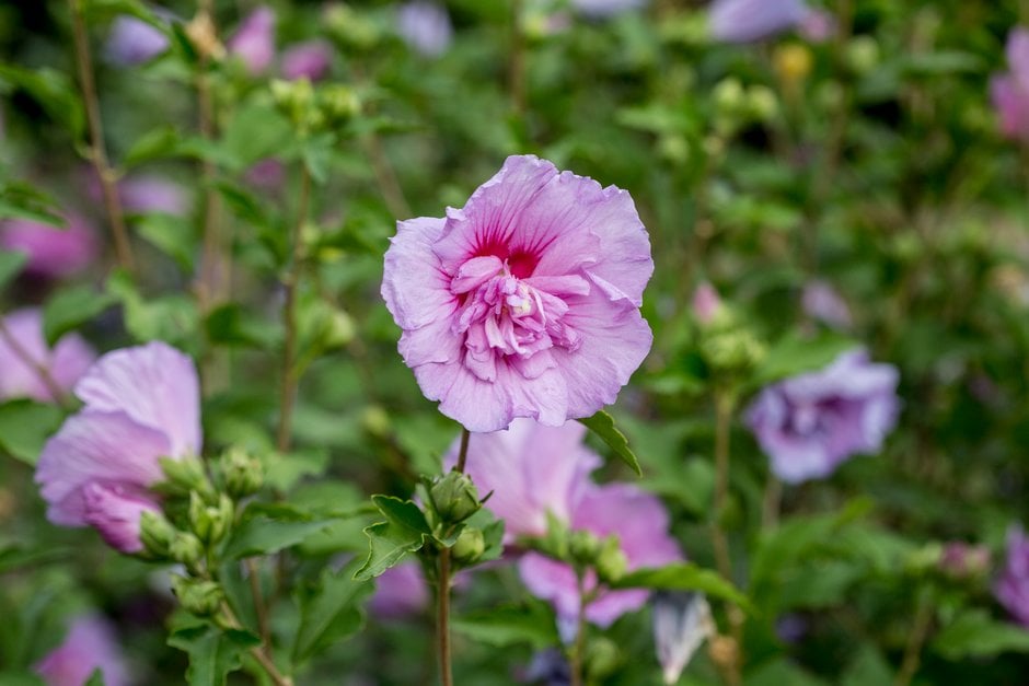 rose of Sharon [Lavender Chiffon]
