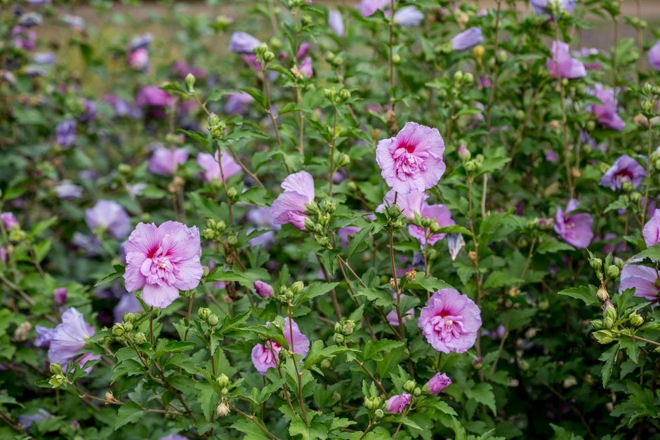 rose of Sharon [Lavender Chiffon]