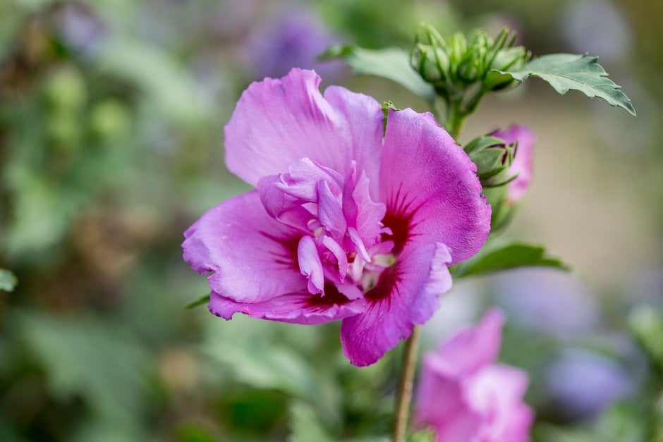 rose of Sharon 'Stadt Erlenbach'