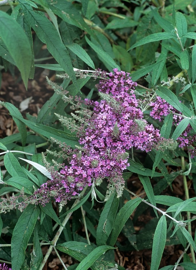 butterfly bush 'Dartmoor'