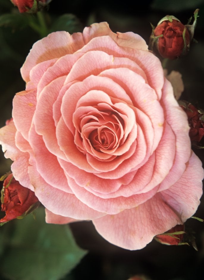 rose [Tickled Pink]