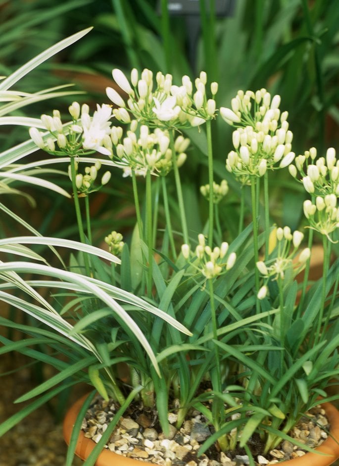 African lily [Double Diamond]