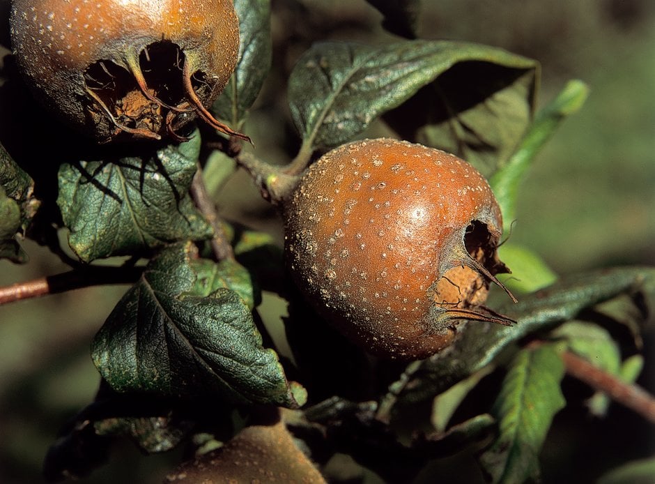 common medlar