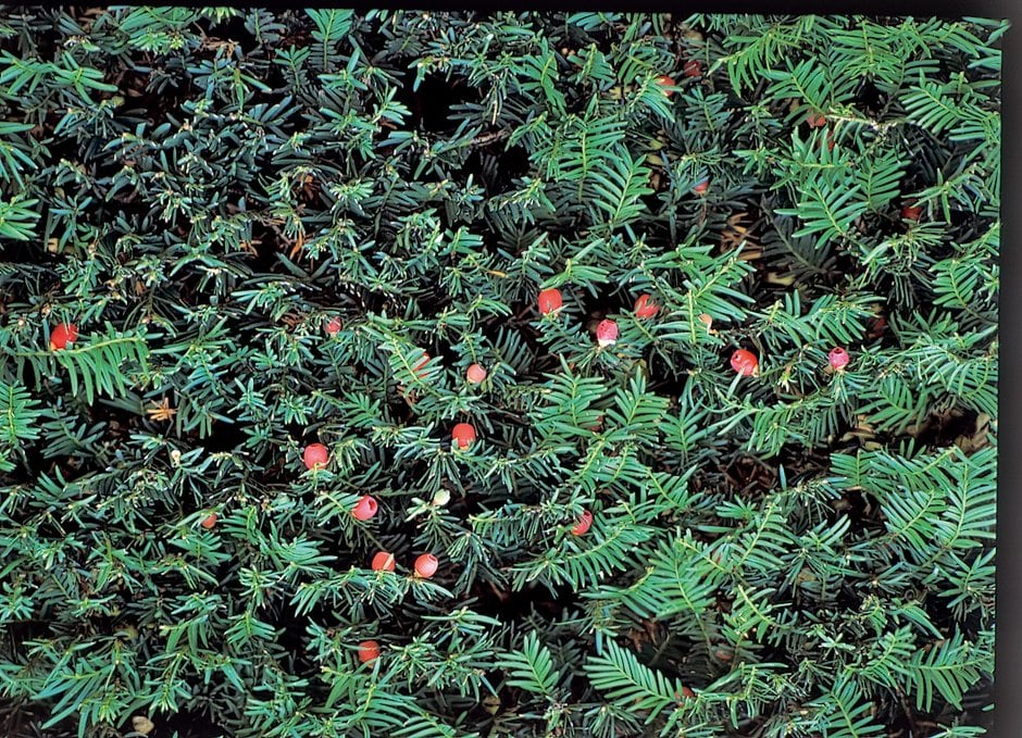 common yew
