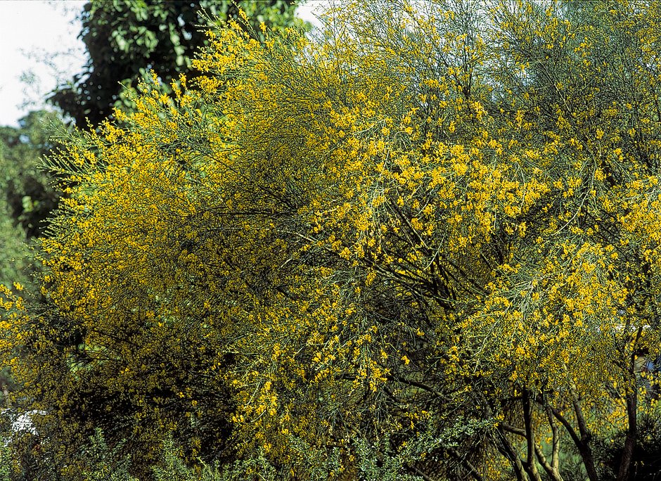 Mount Etna broom