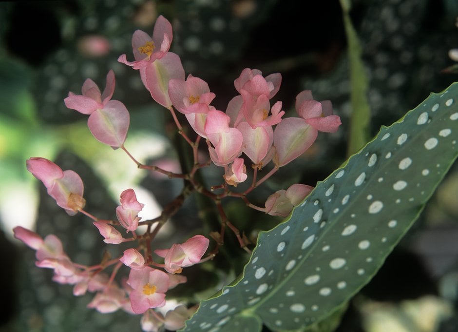 Begonia 'Lucerna' (C)|begonia 'Lucerna'/RHS Gardening