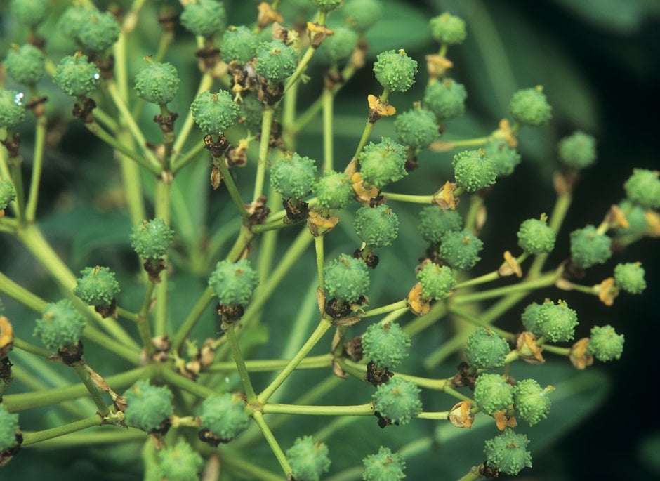 Pasteur spurge