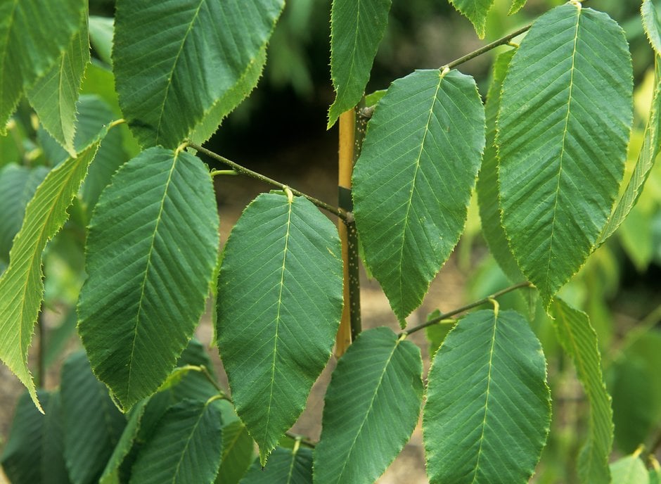 monkeytail hornbeam