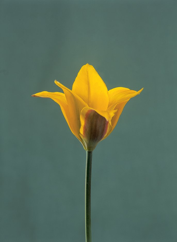 Kolpakowsky's tulip