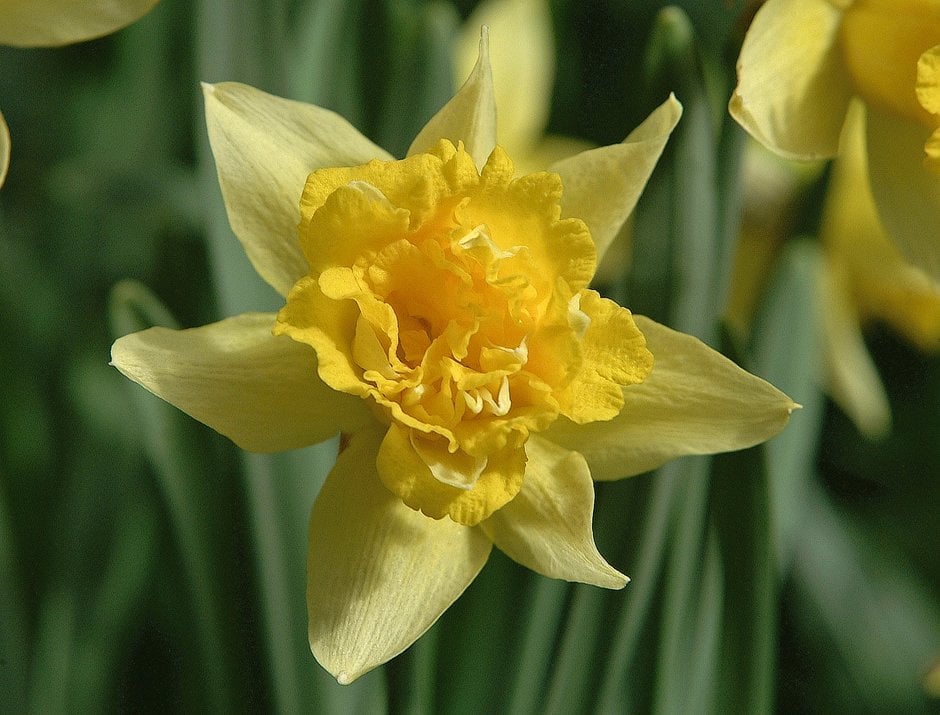Narcissus pseudonarcissus &Plenus& (4) | daffodil &Plenus& Bulbs/RHS ...