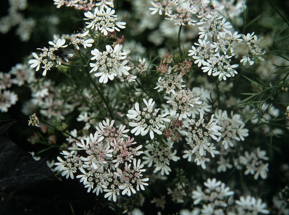 coriander