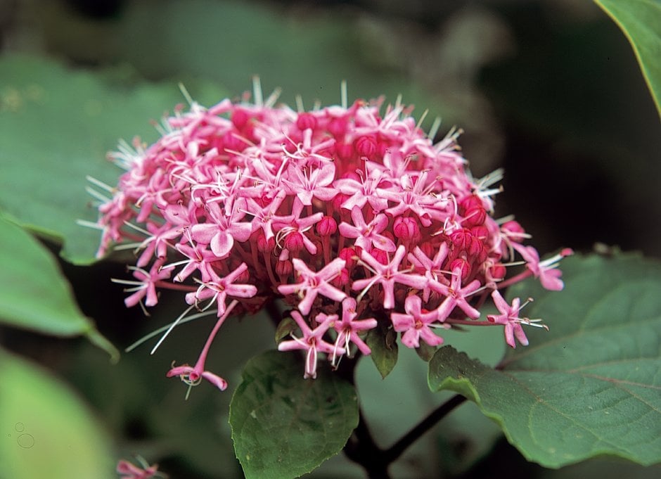 glory flower
