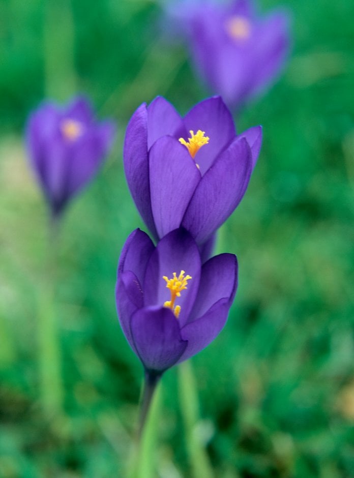 autumn crocus