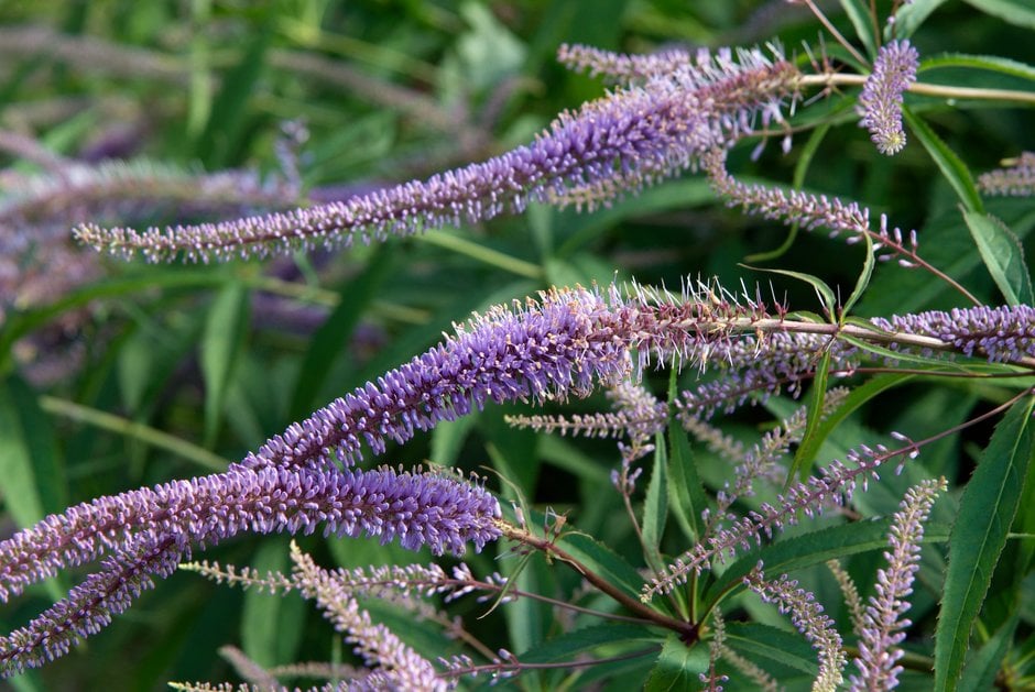 Culver's root 'Pointed Finger'