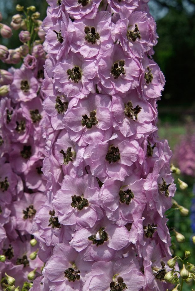 delphinium 'Summerfield Miranda'