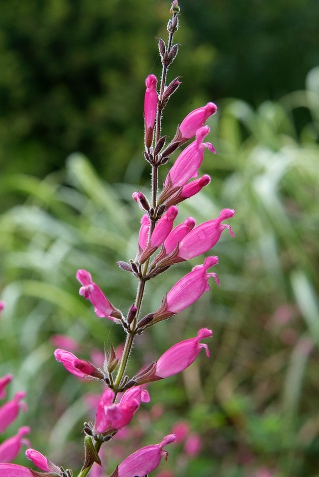 rosy-leaf sage